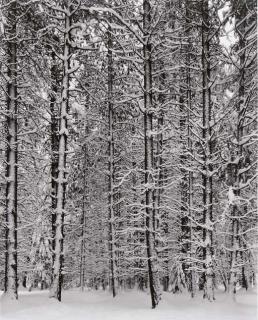 Ansel Adams - Pine Forest in Snow, Yosemite National Park, California, 1933