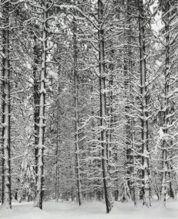 Ansel Adams - Pine Forest In Snow, Yosemite Valley, California, 1933