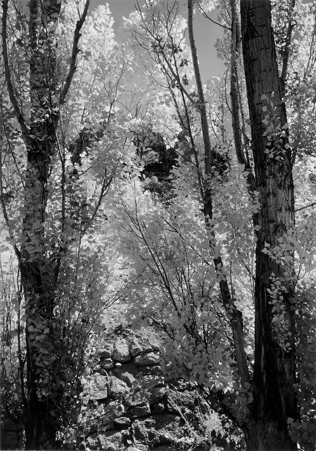 Ansel Adams - \'Poplars, Autumn, Bishop, Calif.\'