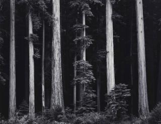 Ansel Adams - Redwoods, Bull Creek Flat, Northern California, 1960