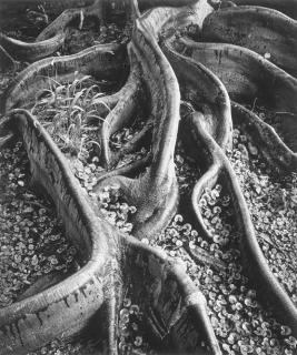 Ansel Adams - Roots, Foster Gardens, Honolulu, Hawaii