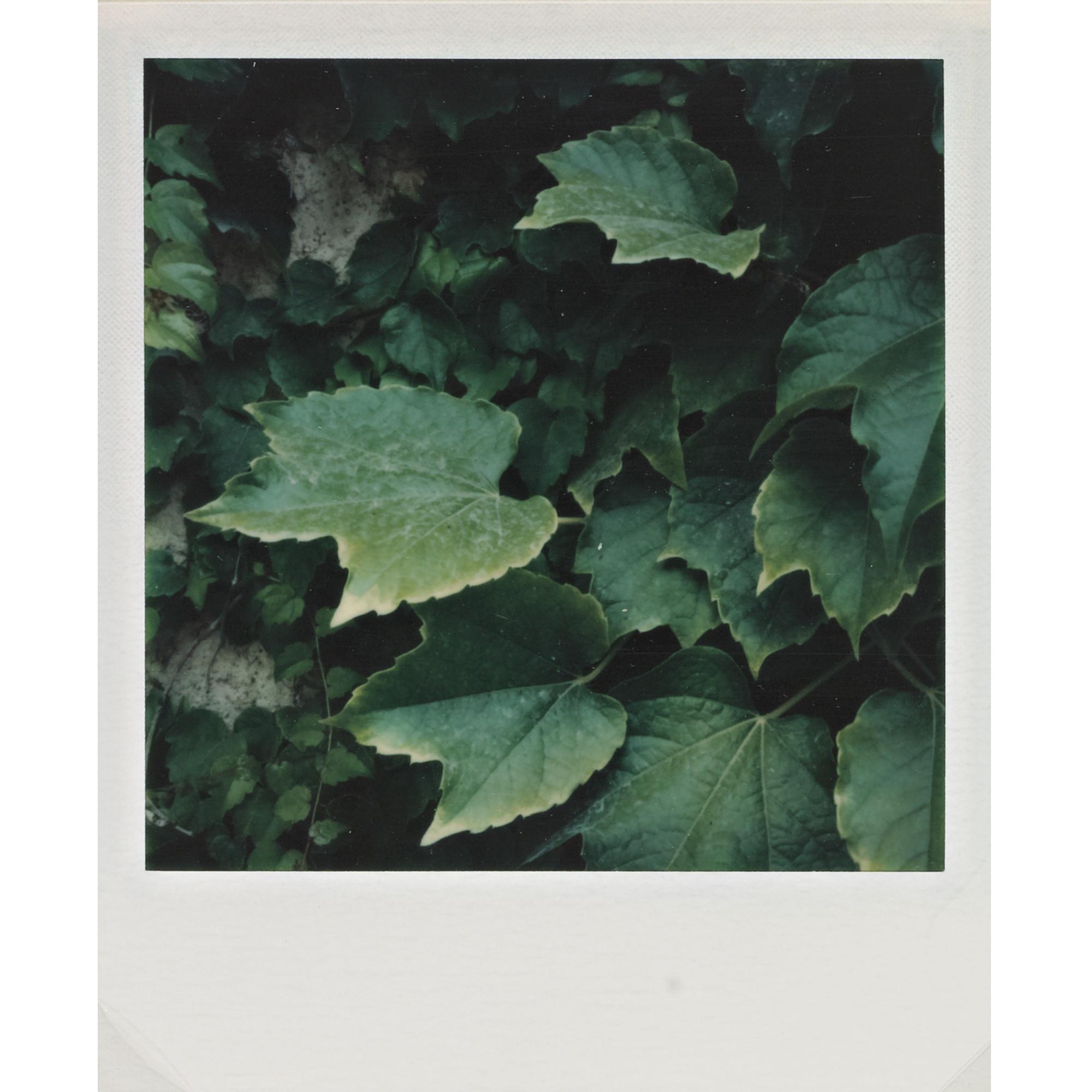 Ansel Adams - Selected Color Studies (Metal, Leaves, Rock)