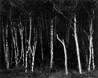 Ansel Adams - Selected images from Portfolio VI