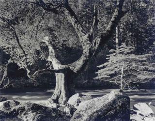 Ansel Adams - Selected images of Yosemite, 1920s-1940s