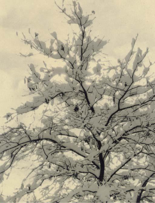 Ansel Adams - Snow Covered Tree; Mount Clarence King, c. late 1920s