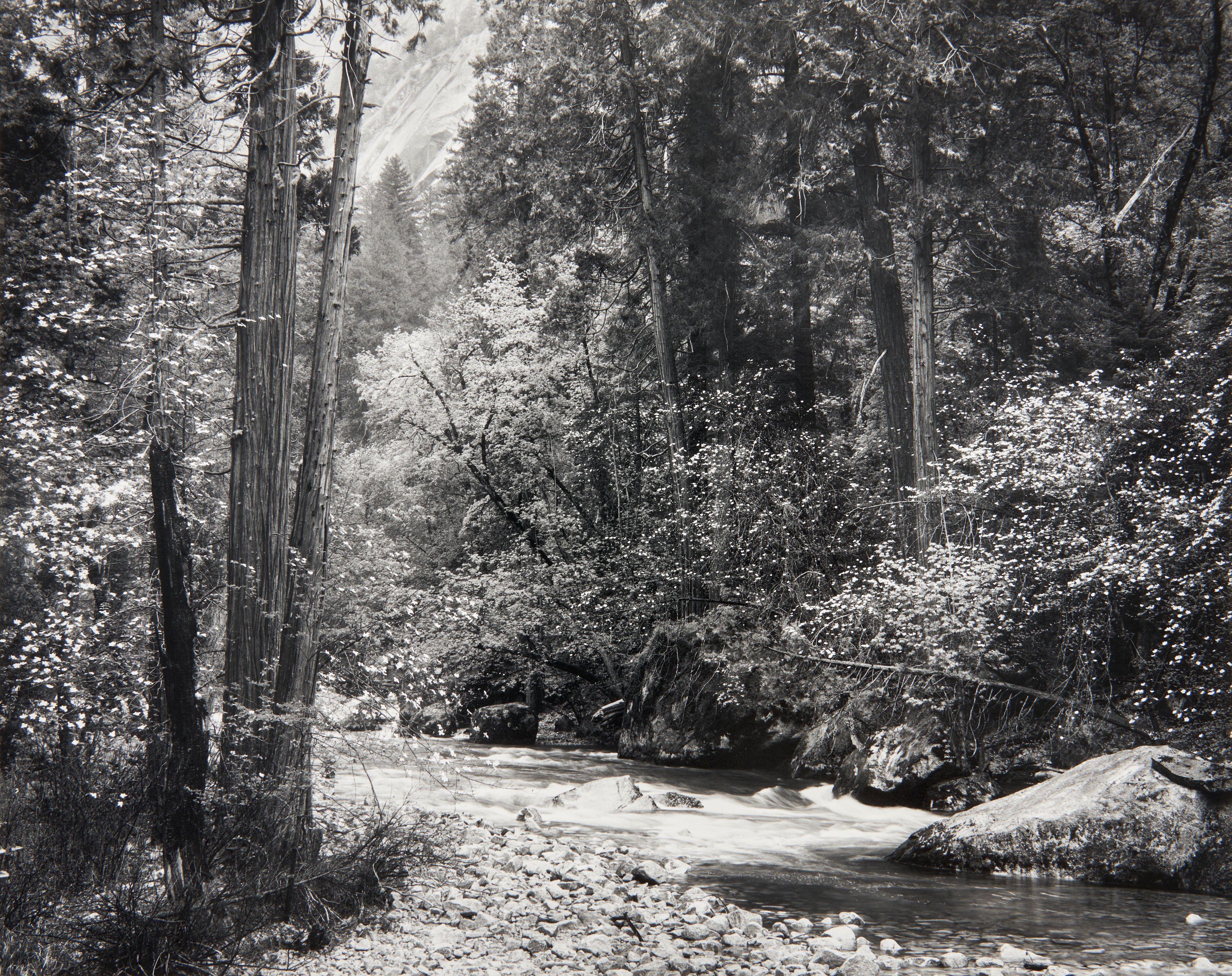 Ansel Adams - Tenaya Creek, Dogwood, Rain, Yosemite National Park, California