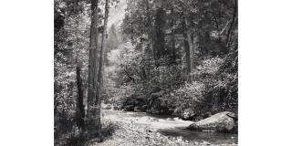 Ansel Adams - Tenaya Creek, Dogwood, Rain, Yosemite National Park, California