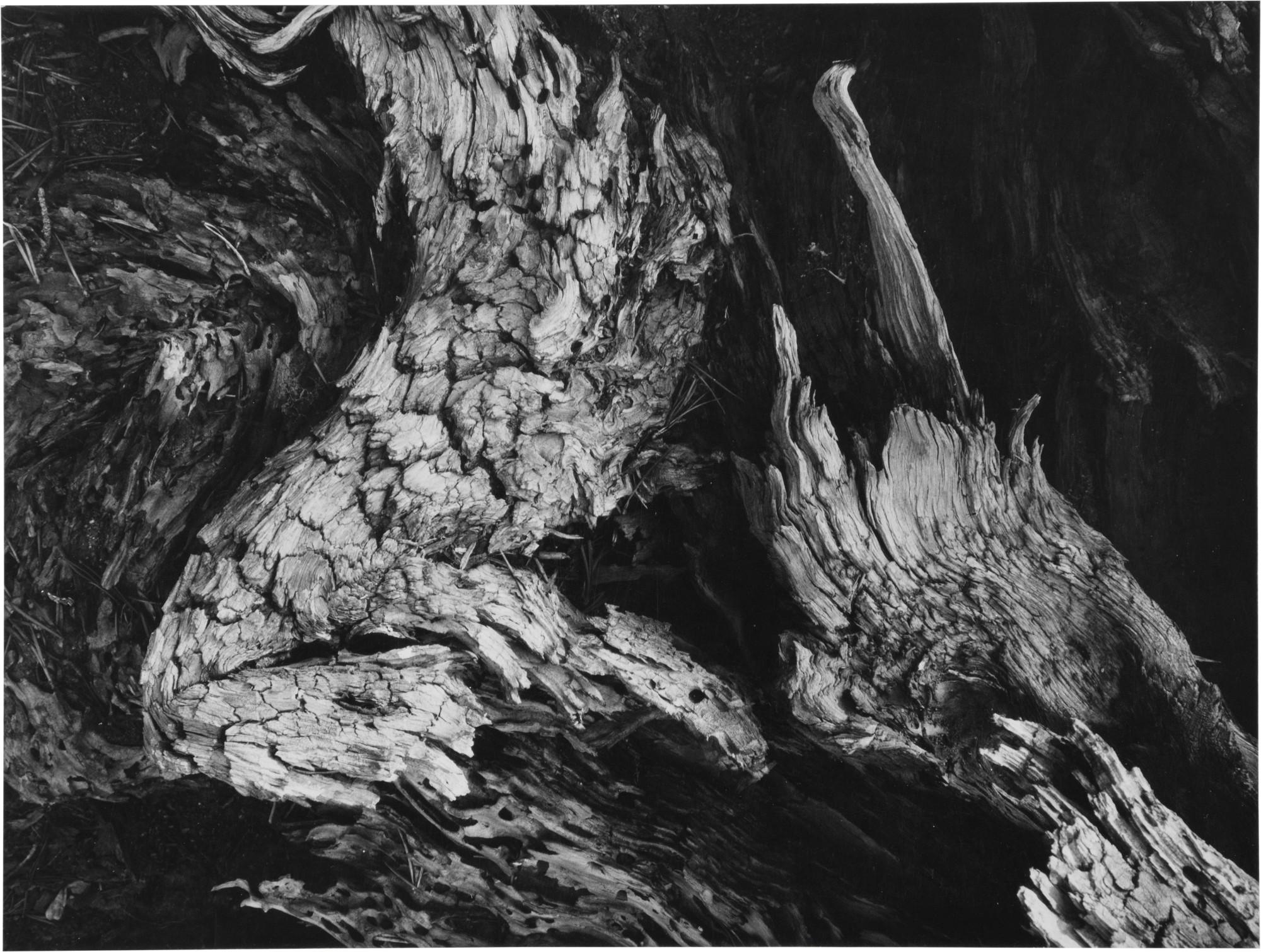 Ansel Adams - Tree Detail (Birdwing Shape)