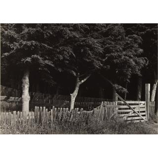 Ansel Adams - Untitled (Fence And Trees)
