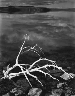 Ansel Adams - White Branches, Mono Lake, California, 1950