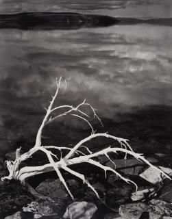 Ansel Adams - White Branches, Mono Lake, California, 1970