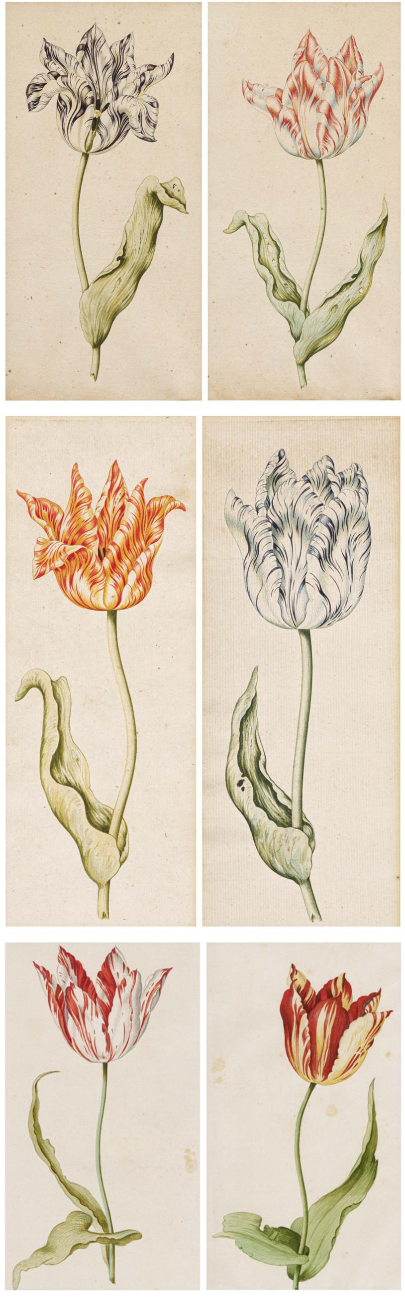 Anthony Claesz - Sechs Aquarelle. Tulpen