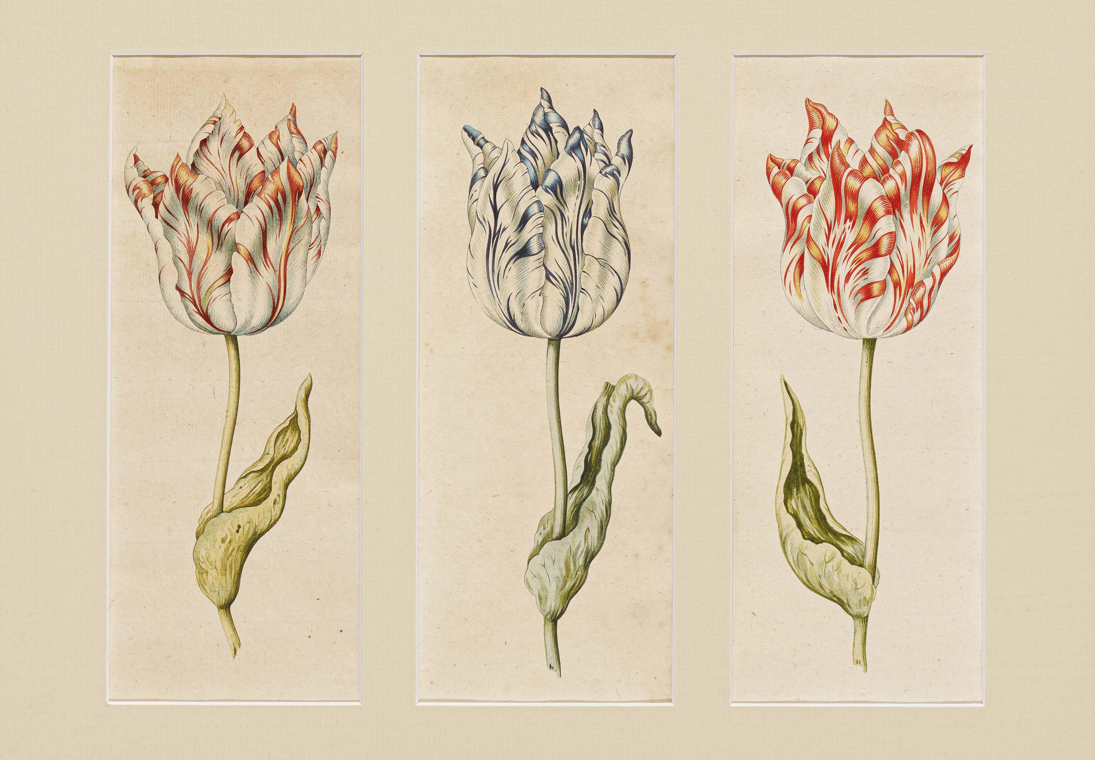 Anthony Claesz - Tulpen.