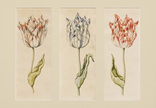 Anthony Claesz - Tulpen.