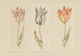 Anthony Claesz - Tulpen.
