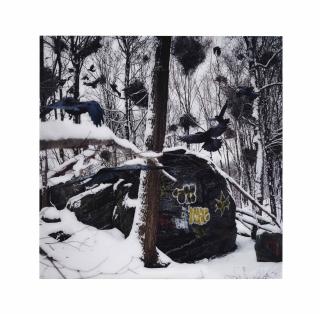 Anthony Goicolea - Territorial, 2010