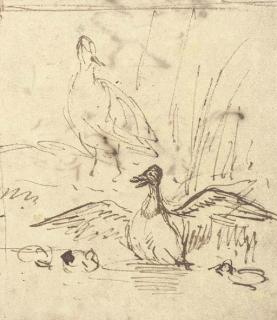 Anthony Van Borssom - Two Ducks And Three Ducklings (Recto); Study of Three Chickens (Verso)