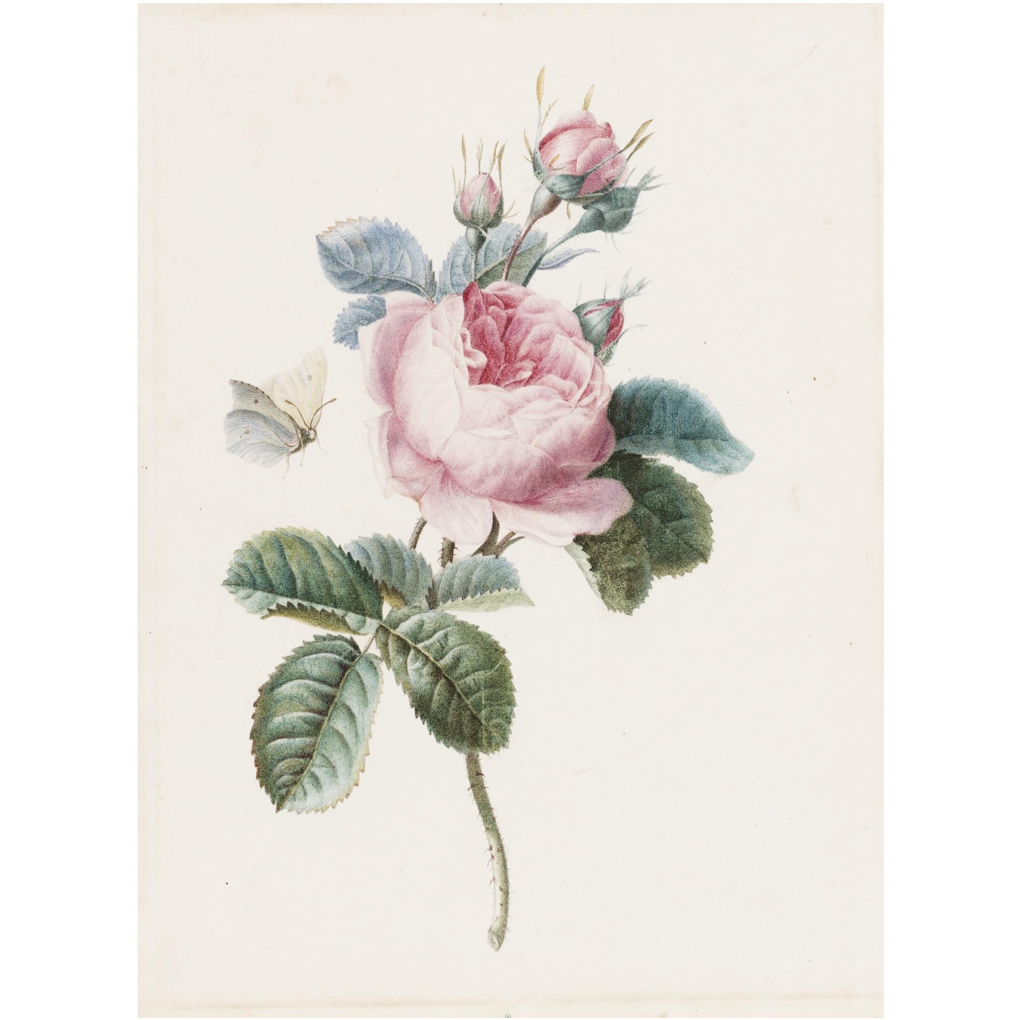 Antoine Berjon - A Pink Rose And A White Rose