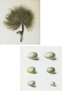 Antoine-Germain Bévalet - Seaweed; and Six wild birds\' eggs