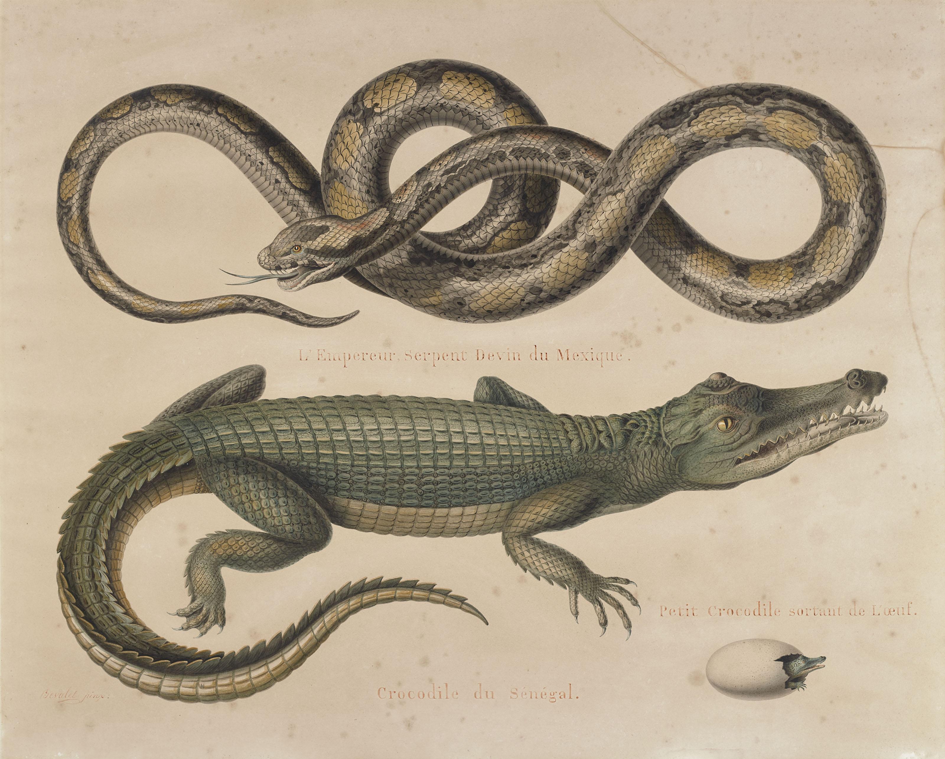 Antoine-Germain Bevalet - Serpent du Mexique et crocodile du Sénégal