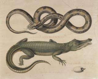 Antoine-Germain Bevalet - Serpent du Mexique et crocodile du Sénégal