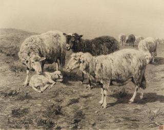 Anton Braith - Schafe auf der Weide