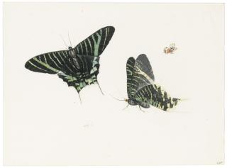Anton Henstenburgh - Studies Of Two Butterflies (Urania Leilus) And Another Smaller Butterfly