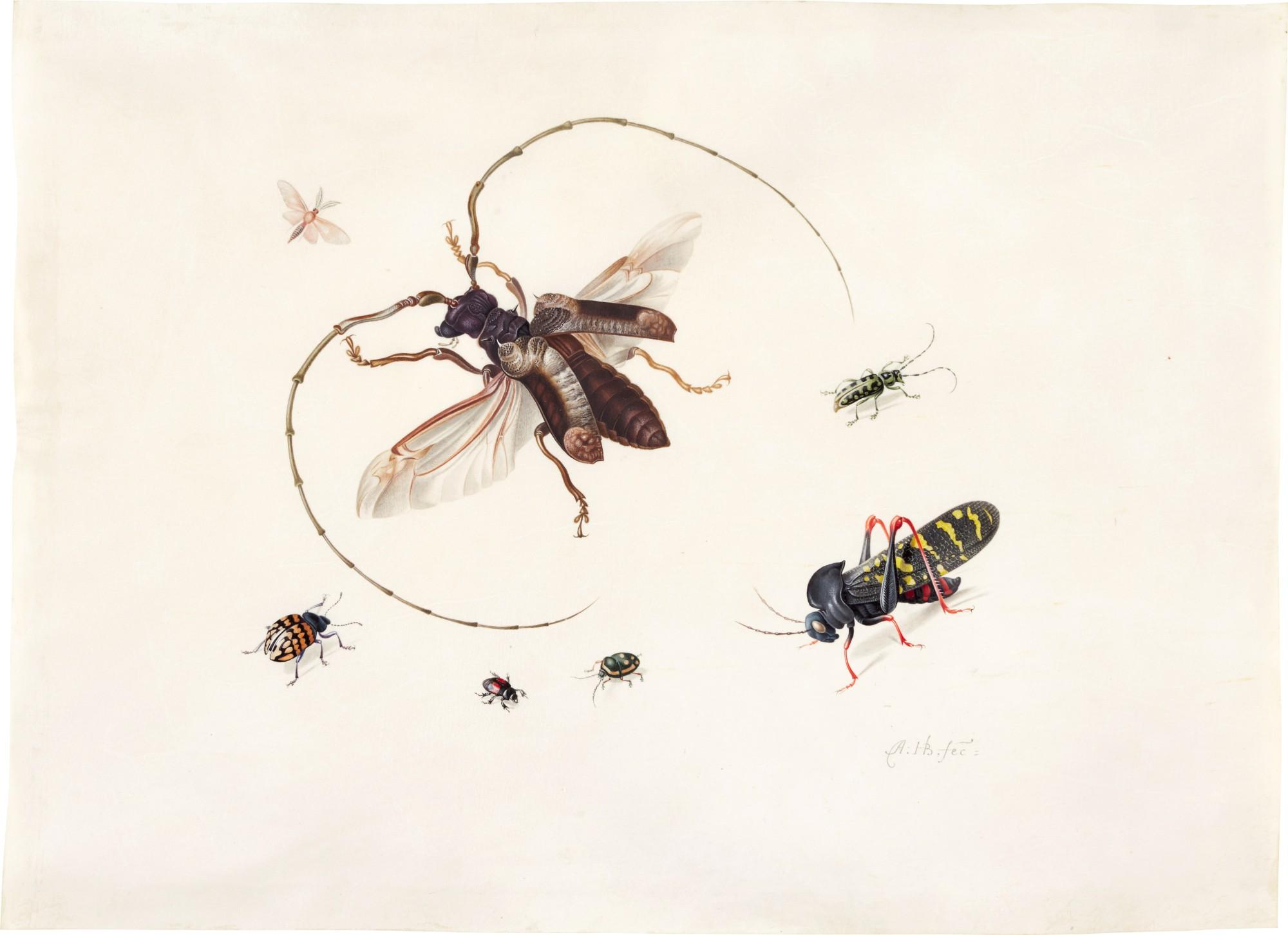 Anton Henstenburgh - Study of seven insects