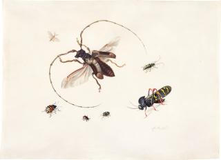 Anton Henstenburgh - Study of seven insects