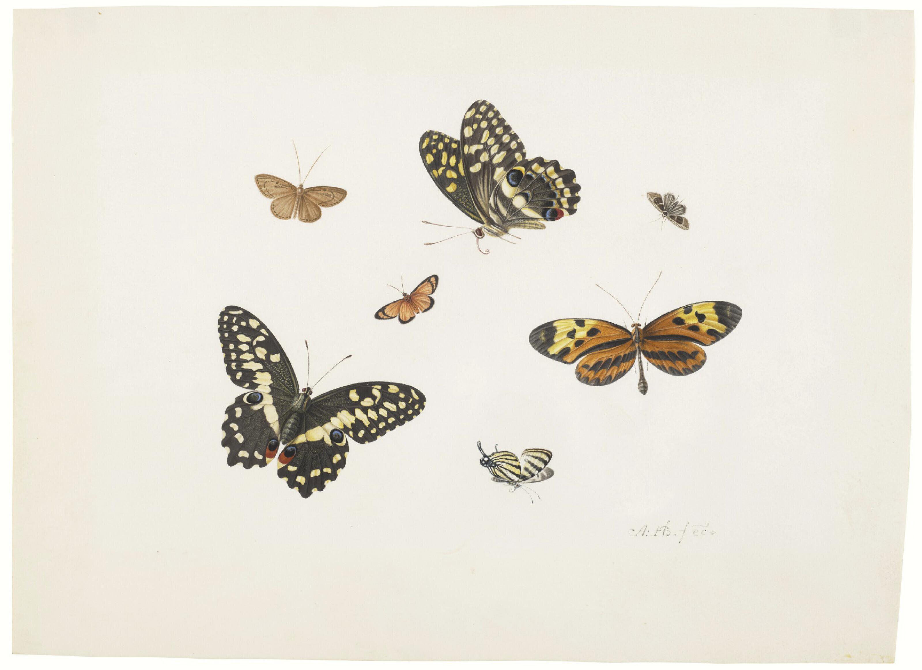 Antony Henstenburgh - Four butterflies and three moths
