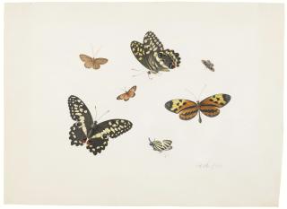 Antony Henstenburgh - Four butterflies and three moths