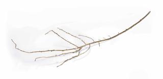 Anya Gallaccio - The Feeling\'s Gone and I Just Can\'t Get It Back