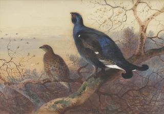 Archibald Thorburn - A blackcock and grey hen perched in the treetops at sunset