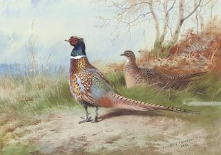 Archibald Thorburn - A cock and hen pheasant emerging from bracken