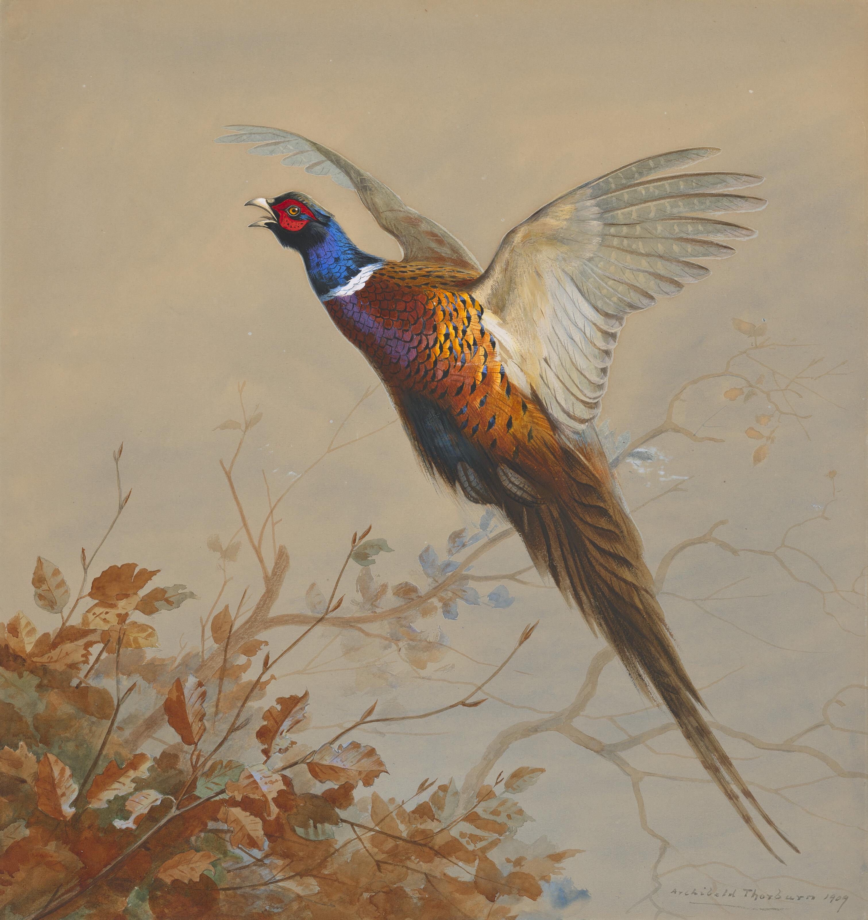 Archibald Thorburn - A cock pheasant in flight