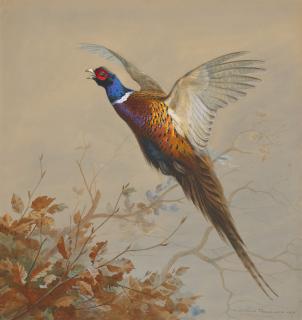 Archibald Thorburn - A cock pheasant in flight