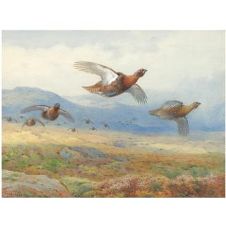 Archibald Thorburn - A Covey Of Grouse In Flight