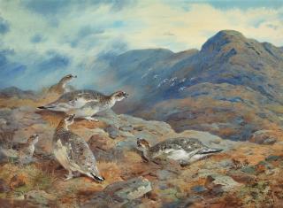 Archibald Thorburn - A Covey Of Ptarmigan