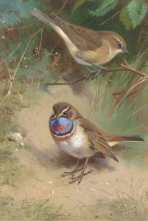 Archibald Thorburn - A Garden Warbler and an Arctic Bluethroat