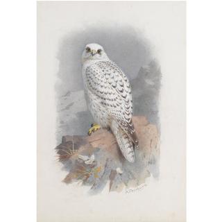 Archibald Thorburn - A Greenland Falcon