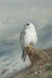 Archibald Thorburn - A Greenland Falcon