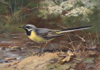 Archibald Thorburn - A grey wagtail