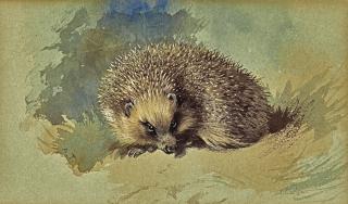 Archibald Thorburn - A Hedgehog