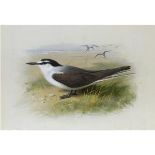 Archibald Thorburn - A Lesser Sooty Tern