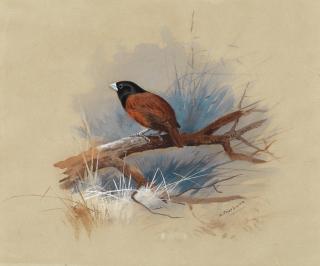 Archibald Thorburn - A Nepalese black-headed Nun on a fallen branch