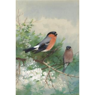 Archibald Thorburn - A Pair Of Bullfinches