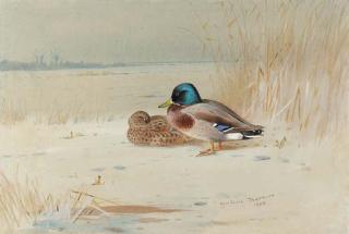 Archibald Thorburn - A pair of Mallards, on the edge of a lake