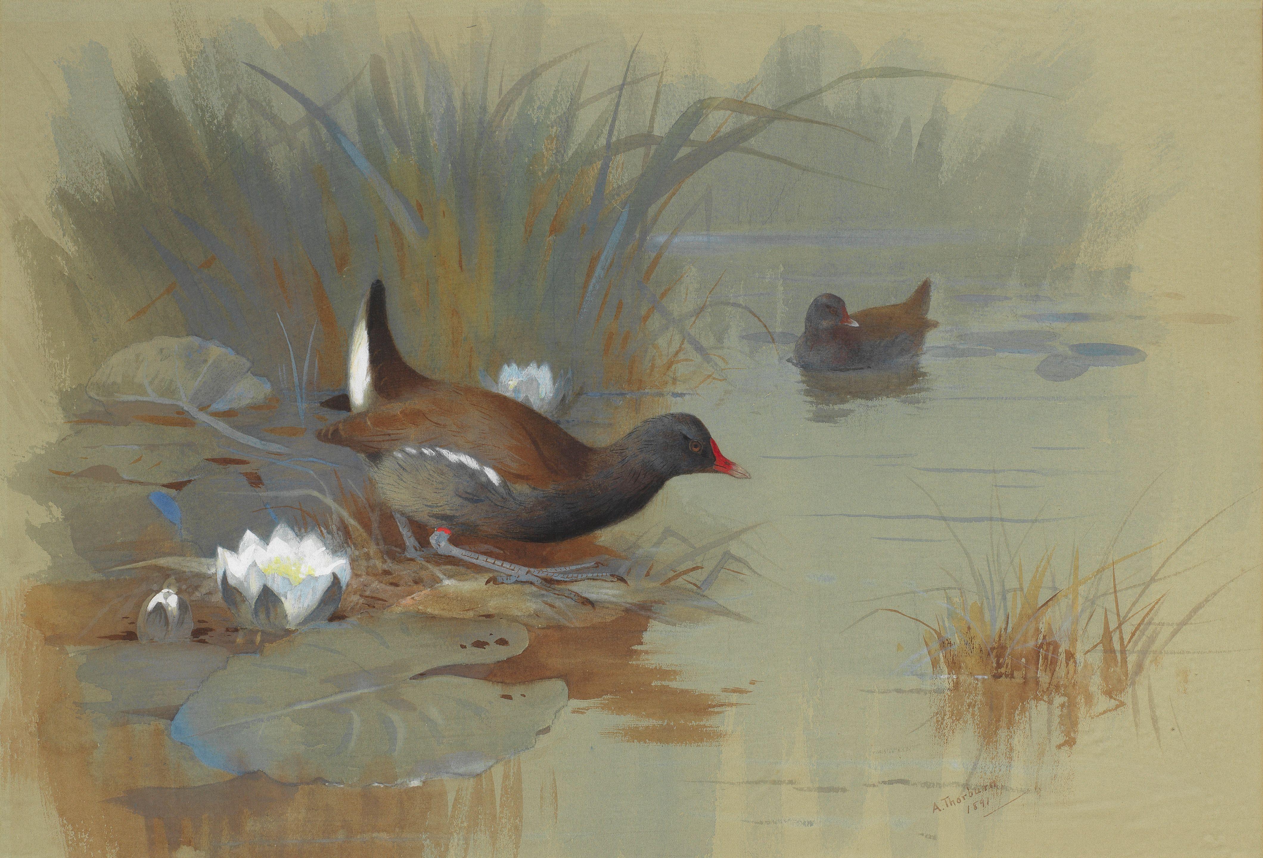 Archibald Thorburn - A pair of Moorhens among waterlilies