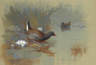 Archibald Thorburn - A pair of Moorhens among waterlilies