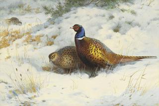 Archibald Thorburn - A Pair Of Pheasant In Snow